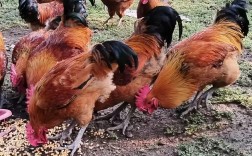 散养土鸡品种有哪些？