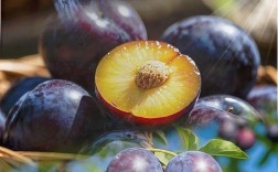 奥李14号是黑李子优良品种吗？