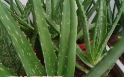 美容芦荟有哪些品种？附图片对比？