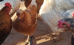 陕西土鸡养殖选什么品种好？