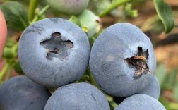 什么品种的蓝莓比较好