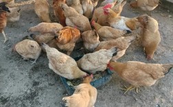 养土蛋鸡哪个品种好？