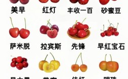 大樱桃品种繁多，口感、产量、抗性差异大，到底哪些品种最适合种植与食用？