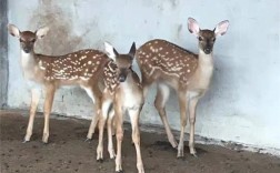 2025年梅花鹿幼仔价格会涨跌吗？