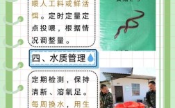 怀孕黄鳝怎么养殖技术