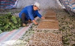 养蚕新技术有哪些关键突破？