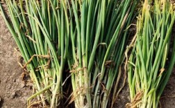 四季葱品种究竟有多少？