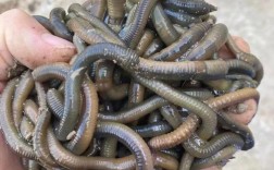 哪种蚯蚓品种最好？看图识别指南