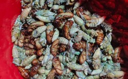 2025年知了猴价格会涨还是跌？