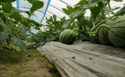 大棚西瓜种植技术有哪些关键要点？