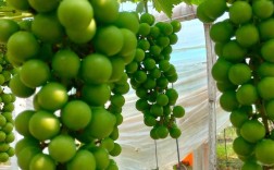 北方葡萄种植有哪些关键技术？