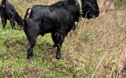 中国最好的黑山羊品种是哪个？