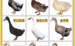 鸭子品种有哪些？附图片吗？
