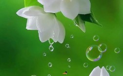 沫莉花哪个品种最好？