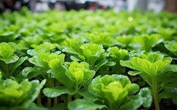 冰菜种植技术视频教程，冰菜种植技术视频教程全集