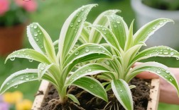 吊兰品种有哪些？附图片识别？