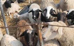 河南羊品种有哪些优良特性？