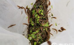 蚂蝗幼苗养殖技术视频要点有哪些？