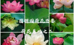 全球荷花究竟有多少品种？