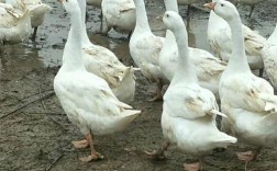 四川本地纯土鹅品种有哪些？