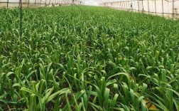 大棚蒜苗高产栽培技术有哪些关键要点？