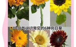 超级向日葵品种到底有多少种？