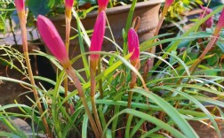 风雨兰怎么种好？管理要注意啥？