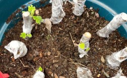 哪些植物适合嫩枝扦插？