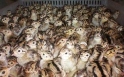 黑龙江七彩山鸡苗价格多少钱一只？