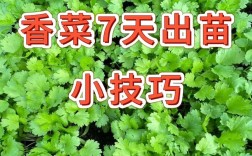 夏季香菜怎么种才高产？