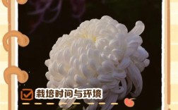 菊花种植管理有哪些关键技术？