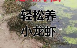 学养龙虾技术哪里靠谱？