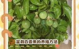 盆栽果树培育技术指导