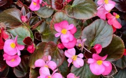 海棠品种有哪些？附图片看花型差异