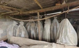 2025貉子皮价格会涨还是跌？