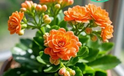 长寿花有勤花品种吗？