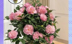 好养的茶花品种有哪些？