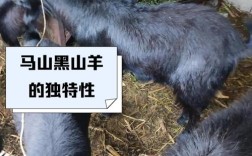 广西适合养什么品种羊？