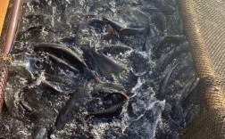 广西横县网箱草鱼价格现在多少钱一斤？