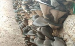 荆州大棚蘑菇种植技术