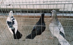 大悟鸽子养殖技术有哪些关键要点？