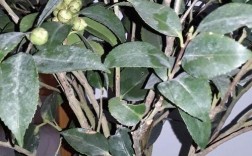 江西茶花虫害防治技术有哪些关键要点？