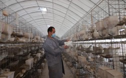 2025肉鸽养殖新技术有哪些突破？