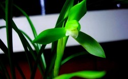 春兰名贵品种有哪些特征？