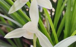 四川兰花常见品种有哪些？