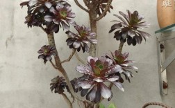 法师多肉最贵品种是哪个？