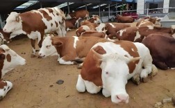 农村养牛技术视频，养母牛有哪些关键技术？