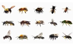 新疆蜜蜂是意蜂品种吗？