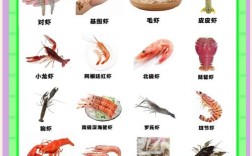 什么虾品种养殖效益最高？