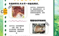 肉鸡养殖技术及疾病治疗如何高效提质？